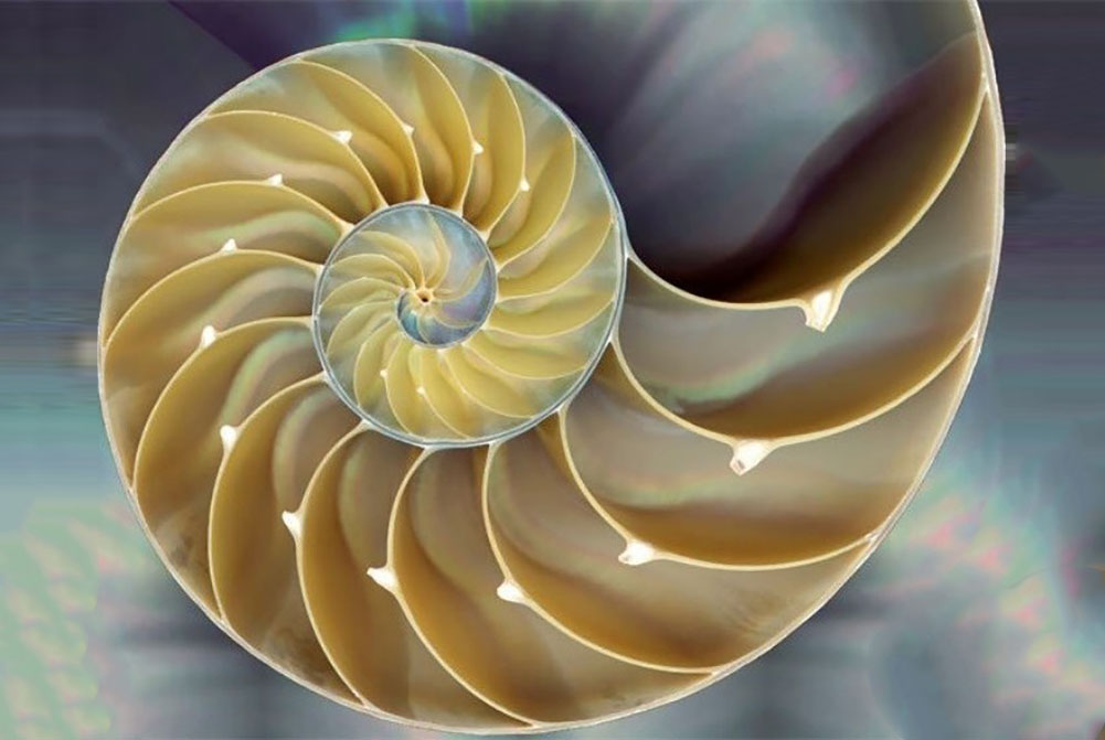 the fibonacci sequence in nature