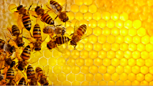 رویکرد هوش ازدحامی با استفاده از کلونی زنبور عسل مصنوعی برای حل مسائل بهینه‌سازی