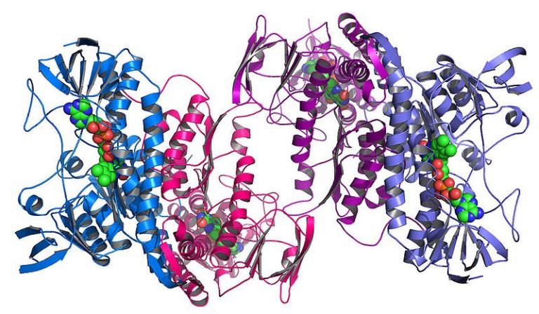 با انواع مختلف پروتئین‌ها آشنا شوید