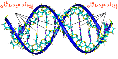 DNA-Hydrogen-bond