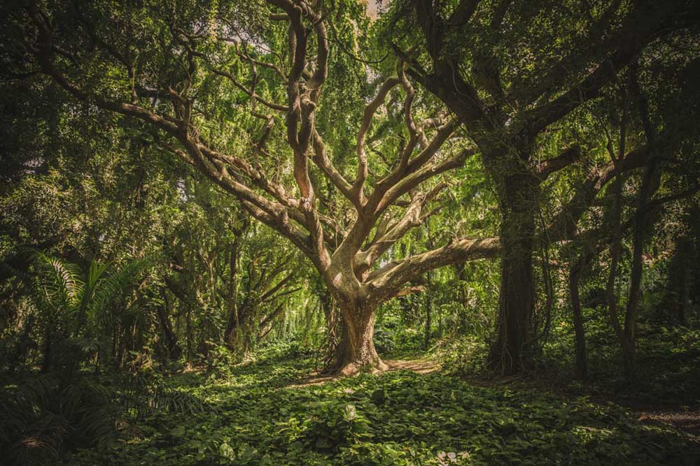 بصری سازی یک درخت تصمیم از جنگل تصادفی در پایتون با Scikit-Learn — از صفر تا صد