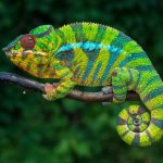 نکاتی جالب پیرامون آفتاب پرست ها – زنگ تفریح [ویدیوی کوتاه علمی]