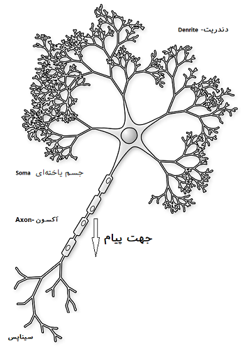 Neuron-figure-notext