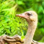 پرورش شتر مرغ