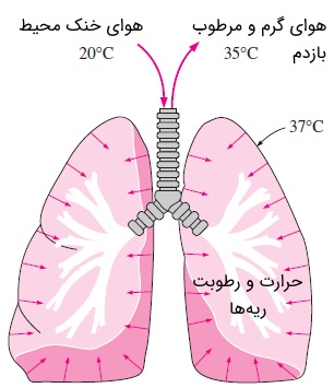 [تصویر:  heat-transfer-from-lungs.jpg]