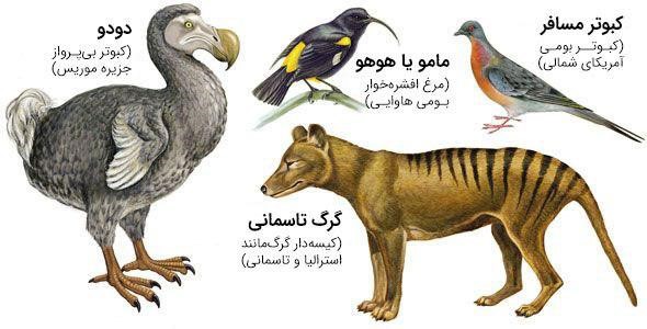 گونه های منقرض شده به دست انسان