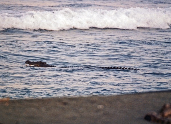 تمساح‌های دریایی