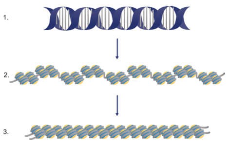 ساختار کروموزوم