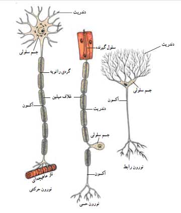 اجزای نورون