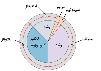 مراحل چرخه سلولی