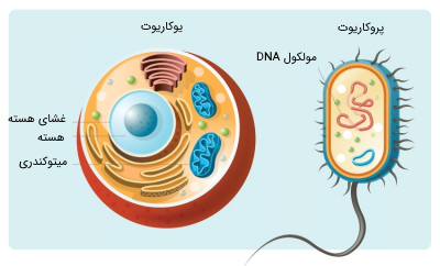 محل قرارگیری DNA درسلول‌های یوکاریوت و پروکاریوت
