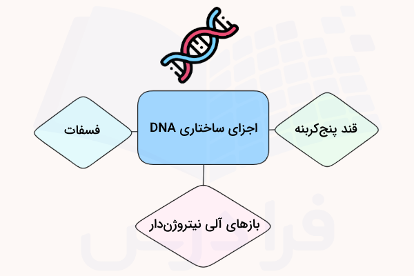 اجزای ساختاری DNA چیست