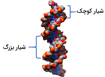 نام گذاری شیار بزرگ و شیار کوچک در ساختار DNA