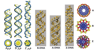 انواع ساختمان‌های DNA