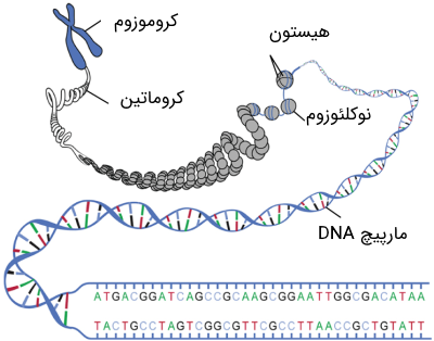 مراحل تراکم رشته‌های DNA