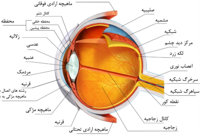 ساختار چشم