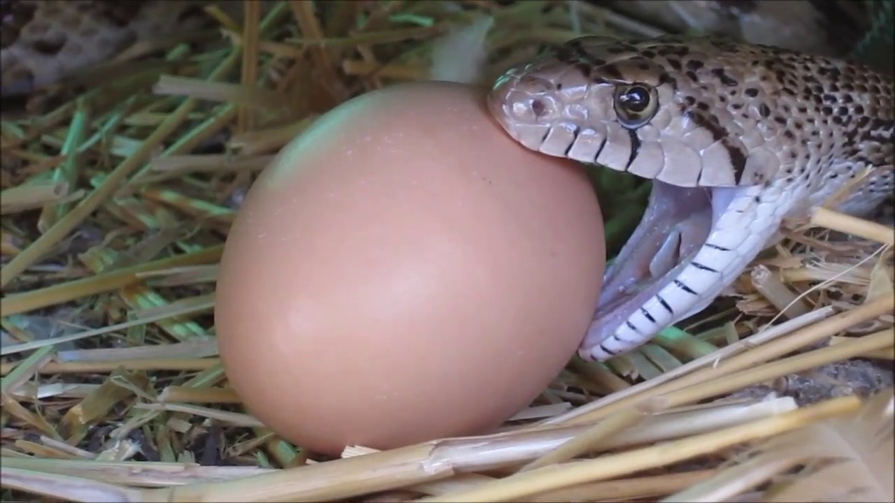 Яйца гадюки фото и размер описание