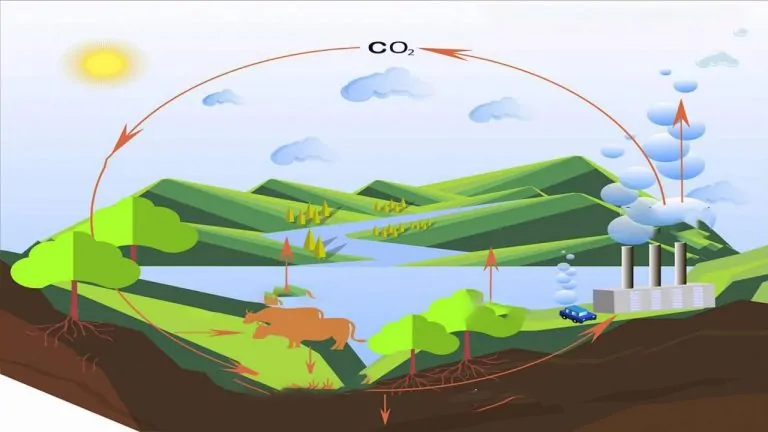 چرخه کربن — به زبان ساده