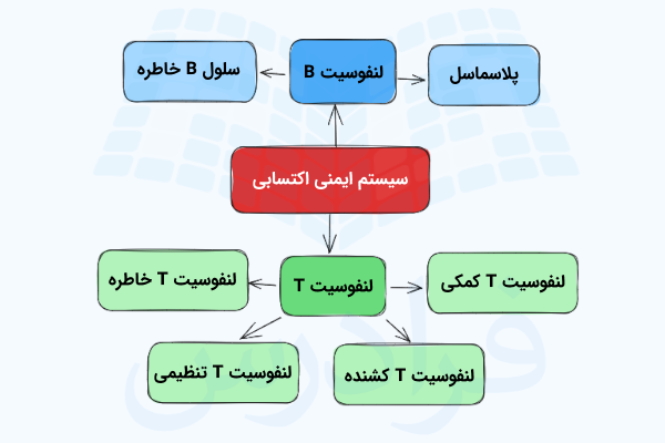 انواع سلول های سیستم ایمنی اکتسابی