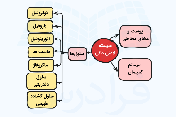 نموداری از اجزای سیستم ایمنی ذاتی
