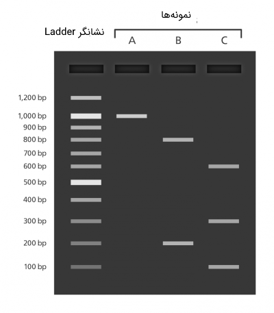 تصویر ژل الکتروفورز و تخمین اندازه نمونه‌ها با استفاده از نشانگر Ladder