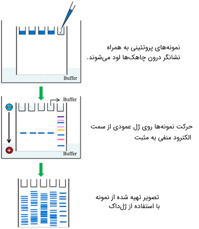  الکتروفورز عمودی نمونه‌های پروتئینی با استفاده از روش SDS PAGE