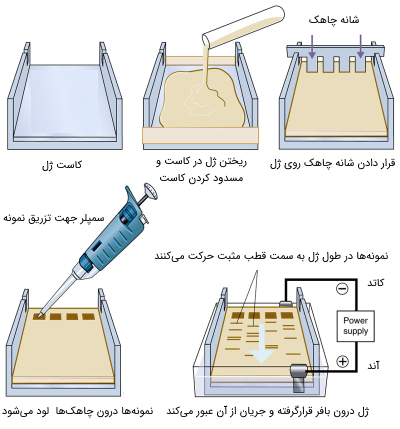 مراحل انجام تکنیک ژل الکتروفورز