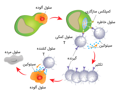 مکانیسم ایمنی سلولی