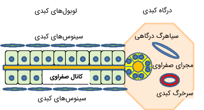 سلول‌های کبدی