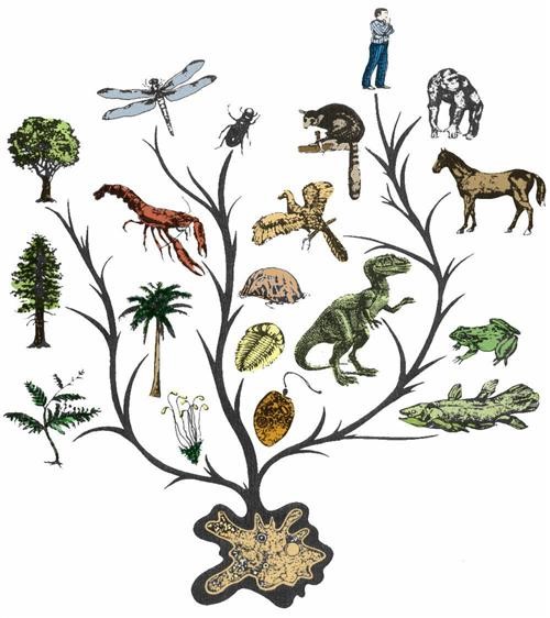 درخت تکامل
