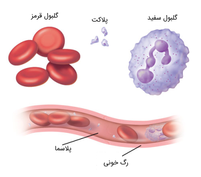 انواع سلول‌های خونی