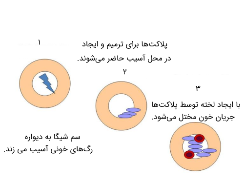 کانیسم تاثیر سم شیگا