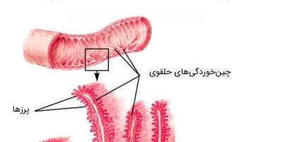 چین های حلقوی