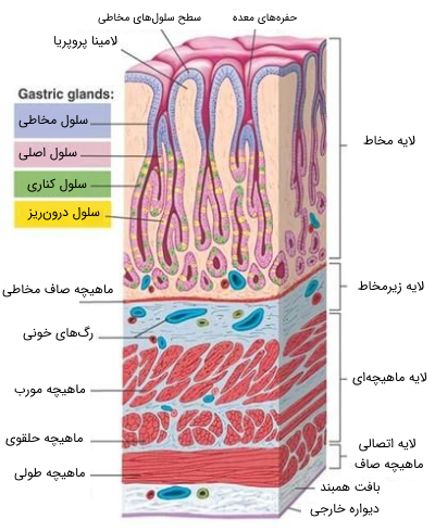 ساختمان سلولی معده