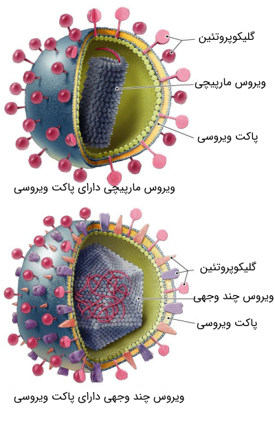 ویروس‌های دارای پاکت ویروسی