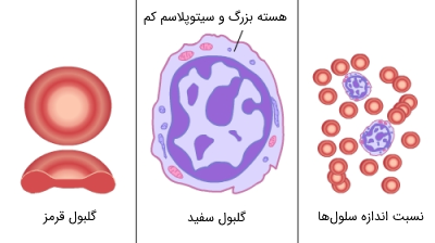 ساختار سلول‌های خونی