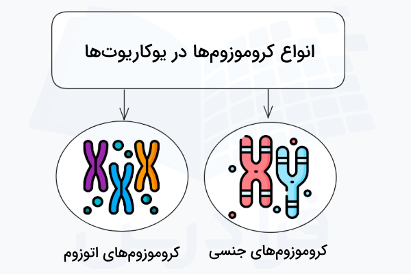 انواع کروموزوم های موجود در سلول های یوکاریوتی