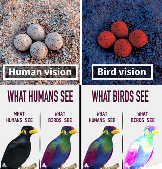 مقایسه دید انسان با پرندگان