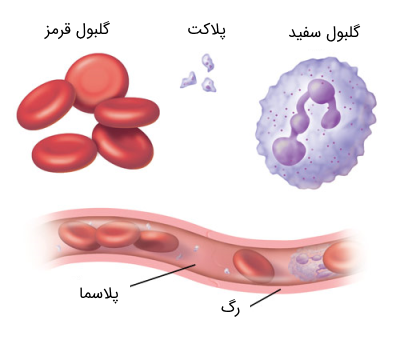 سلول های خونی