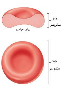 ساختار گلبول قرمز