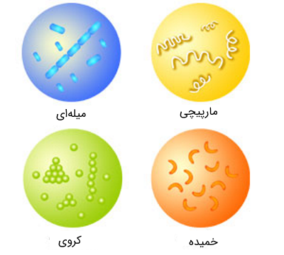 انواع شکل های مختلف باکتری ها