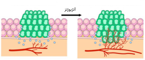 آنژیوژنز در سلول‌ های سرطانی