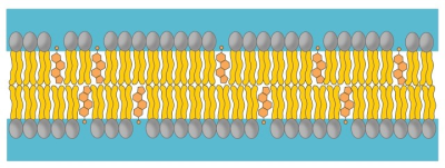 نحوه قرارگیری کلسترول در غشای سلولی