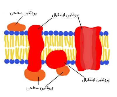 پروتئین‌ های غشای سلولی
