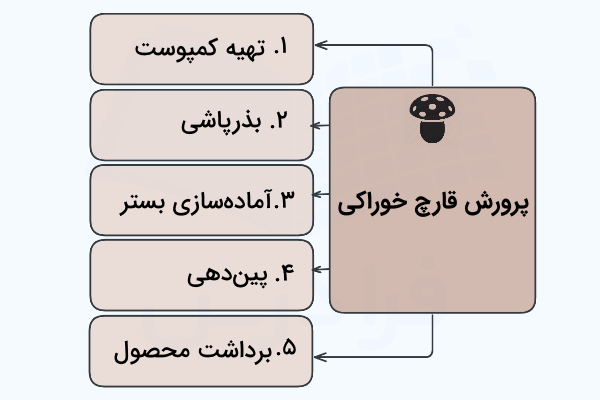 مراحل صنعتی پرورش قارچ خوراکی