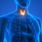 غده تیروئید چیست؟ – آناتومی، وظایف، بیماری ها و دیگر دانستنی ها