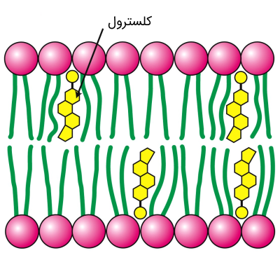 کلسترول در غشای سلولی