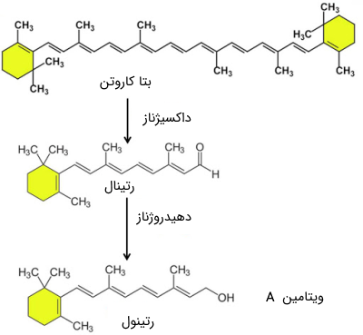 ساخت ویتامین A