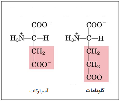 کدام اسید امینه فقط کتوژنیک است