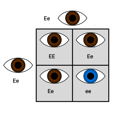 ژنوتیپ رنگ چشم
